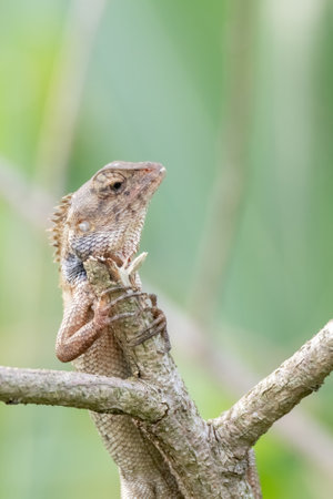 closeup shot of a oriental garden lizard in natureの写真素材