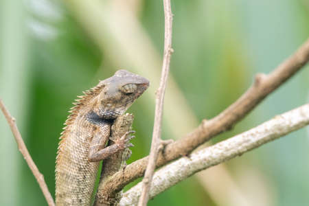 closeup shot of a oriental garden lizard in natureの写真素材