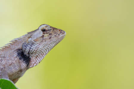closeup shot of a oriental garden lizard in natureの写真素材