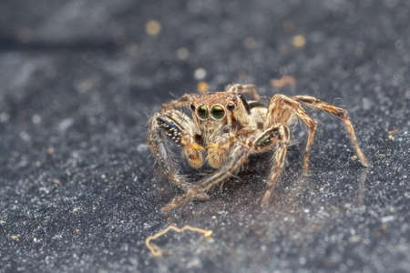 closeup shot of a common jumping spider in natureの写真素材