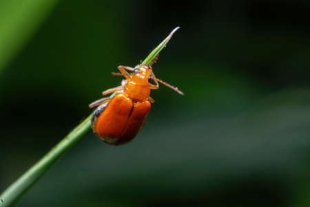 closeup shot of a orange beetle standing on green grassの写真素材