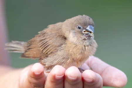 Scaly-breasted Munia (Spotted Munia) Attractive small songbird of grasslands, gardens, fields, and agricultural areas. Adults dark brown above, white below, with fine dark scaly pattern in underpartsの写真素材
