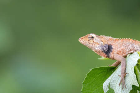 closeup shot of a oriental garden lizard in natureの写真素材