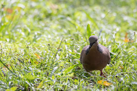 closeup view of a spotted dove in natureの写真素材