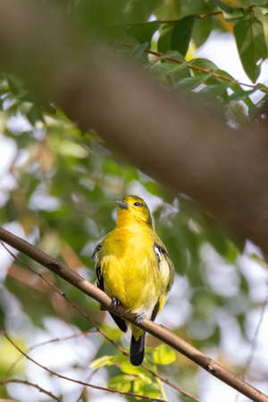 Common Iora (Aegithina tiphia) perched on tree branch looking for fruits in natural habitatの写真素材