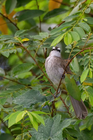 closeup view of yelow-vented bulbul in natureの写真素材