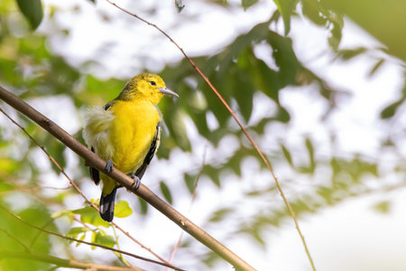 Common Iora (Aegithina tiphia) perched on tree branch looking for fruits in natural habitatの写真素材