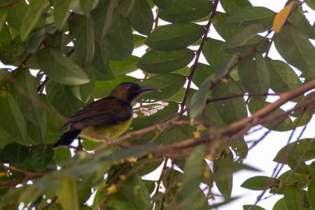 closeup view of beautiful sunbird in natureの写真素材