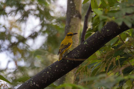 closeup view of a black-naped oriole in natureの写真素材