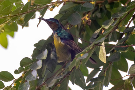 closeup view of beautiful sunbird in natureの写真素材