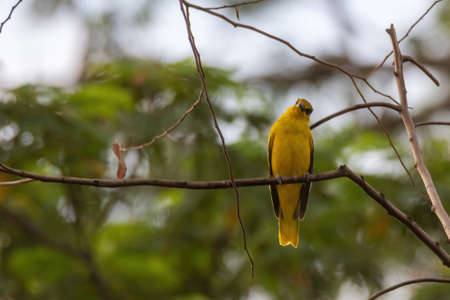 closeup view of a black-naped oriole in natureの写真素材