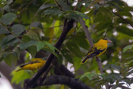 closeup view of a black-naped oriole in natureの写真素材