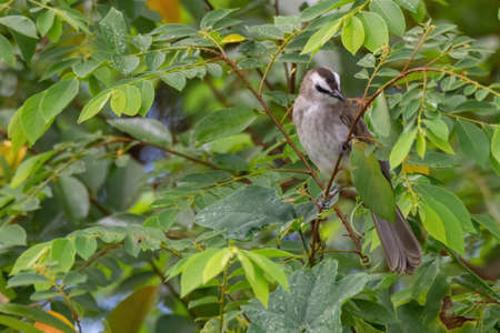 closeup view of yelow-vented bulbul in natureの写真素材