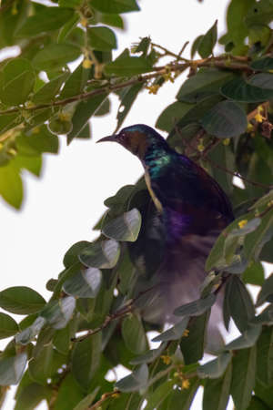 closeup view of beautiful sunbird in natureの写真素材