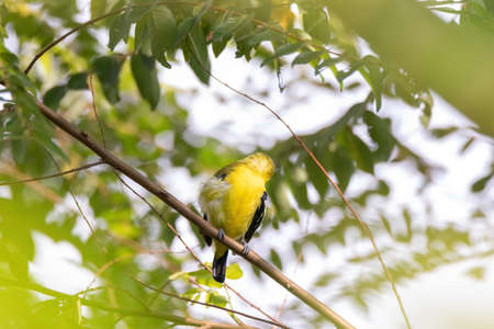 Common Iora (Aegithina tiphia) perched on tree branch looking for fruits in natural habitatの写真素材