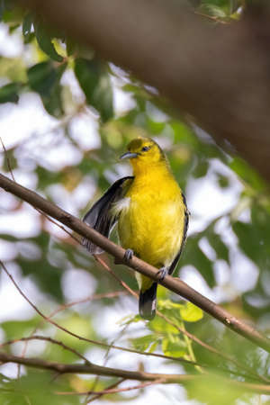Common Iora (Aegithina tiphia) perched on tree branch looking for fruits in natural habitatの写真素材
