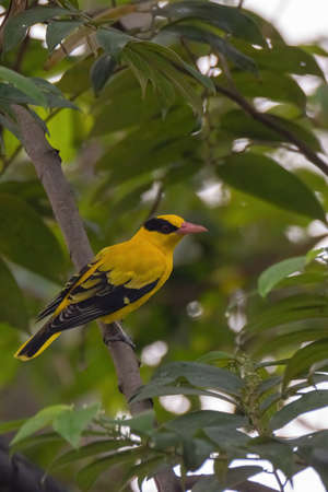 closeup view of a black-naped oriole in natureの写真素材