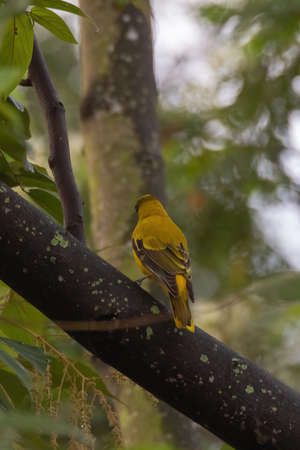 closeup view of a black-naped oriole in nature