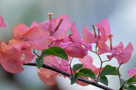 closeup view of pink bougainvillea flowers in rural areaの写真素材