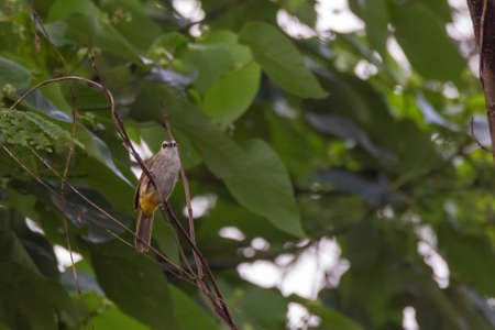 closeup view of yelow-vented bulbul in natureの写真素材