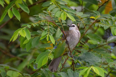 closeup view of yelow-vented bulbul in natureの写真素材