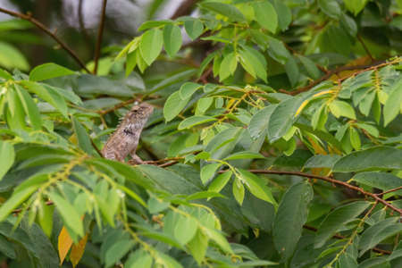 closeup shot of a oriental garden lizard in natureの写真素材