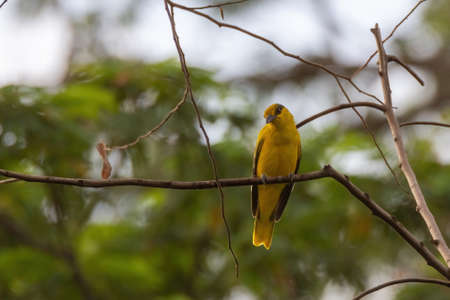 closeup view of a black-naped oriole in nature