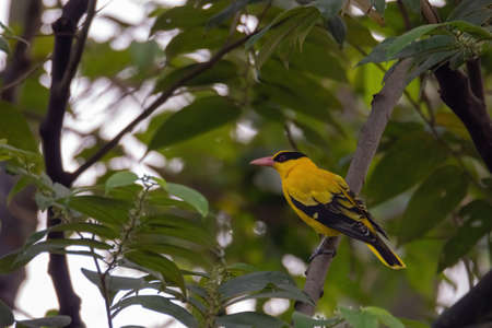 closeup view of a black-naped oriole in natureの写真素材