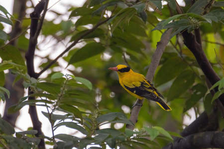 closeup view of a black-naped oriole in natureの写真素材