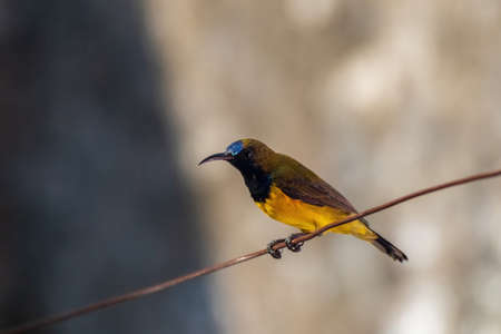 closeup view of a Brown-throated Sunbird (Anthreptes malacensis) perching on clotheslineの写真素材
