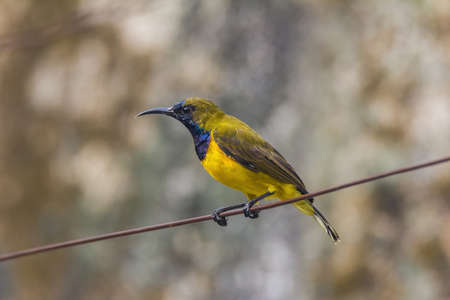 closeup view of a beautiful olive backed sunbird in natureの写真素材