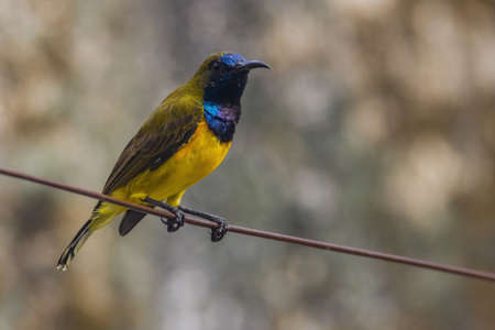 closeup view of a beautiful olive backed sunbird in natureの写真素材