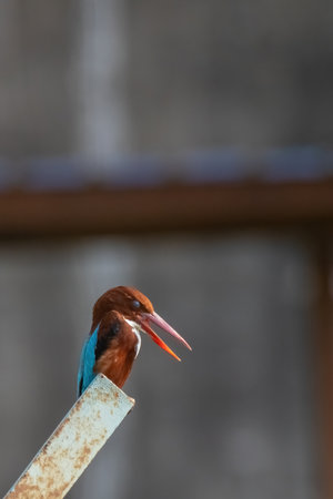 White-throated kingfisher which could be find in mangrove forest.の写真素材