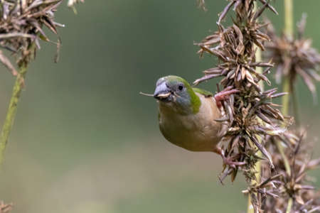 beautiful Pin-tailed Parrot finch bird in natureの写真素材