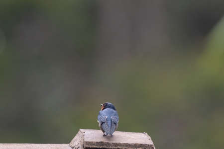 beautiful of a Pacific swallow bird in natureの写真素材