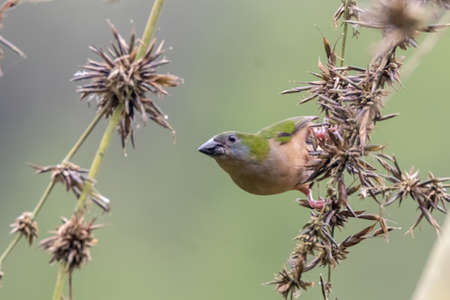 beautiful Pin-tailed Parrot finch bird in natureの写真素材