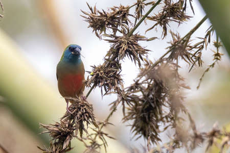 beautiful Pin-tailed Parrot finch bird in natureの写真素材