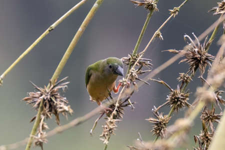 beautiful Pin-tailed Parrot finch bird in natureの写真素材