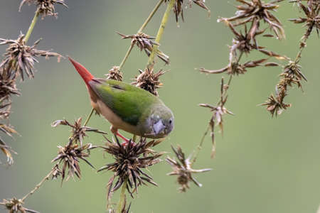 beautiful Pin-tailed Parrot finch bird in natureの写真素材