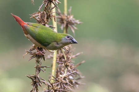 beautiful Pin-tailed Parrot finch bird in natureの写真素材