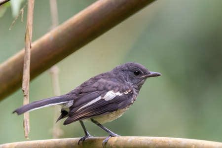 beautiful of a oriental magpie-robin bird in natureの写真素材