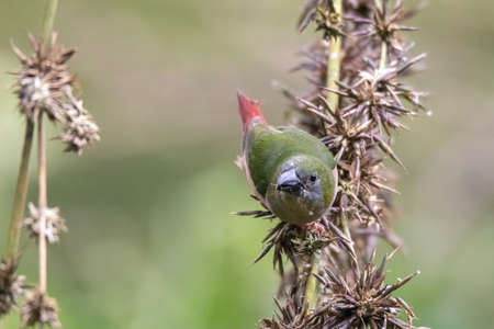 beautiful Pin-tailed Parrot finch bird in nature