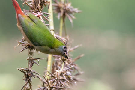 beautiful Pin-tailed Parrot finch bird in natureの写真素材