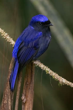 beautiful of a Large Niltava male (Niltavagrandis) bird in natureの写真素材