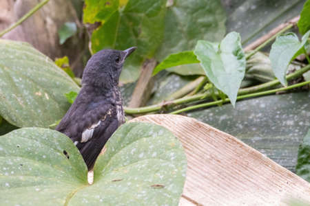 beautiful of a oriental magpie-robin bird in natureの写真素材