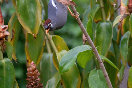 closeup view of a beautiful Chestnut-capped laughingthrush bird in natureの写真素材