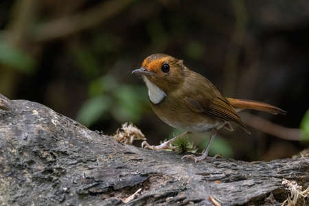 beautiful of a Rufous-browed flycatcher (Anthipes solitaris) bird in natureの写真素材