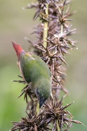 beautiful Pin-tailed Parrot finch bird in natureの写真素材