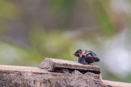 beautiful of a Pacific swallow bird in natureの写真素材