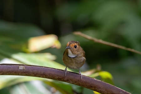 beautiful of a Rufous-browed flycatcher (Anthipes solitaris) bird in natureの写真素材